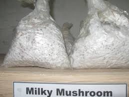 Milky Mushroom Spawn