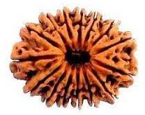 17 Mukhi Rudraksha