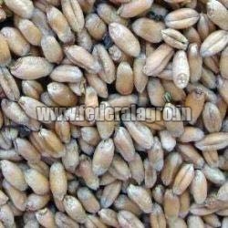 Animal Feed Wheat Seeds, for Flour, Style : Dried