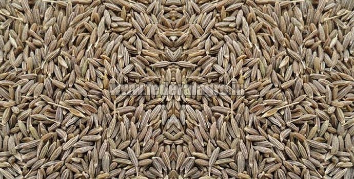 Cumin seeds, for Cooking, Feature : Healthy, Improves Digestion