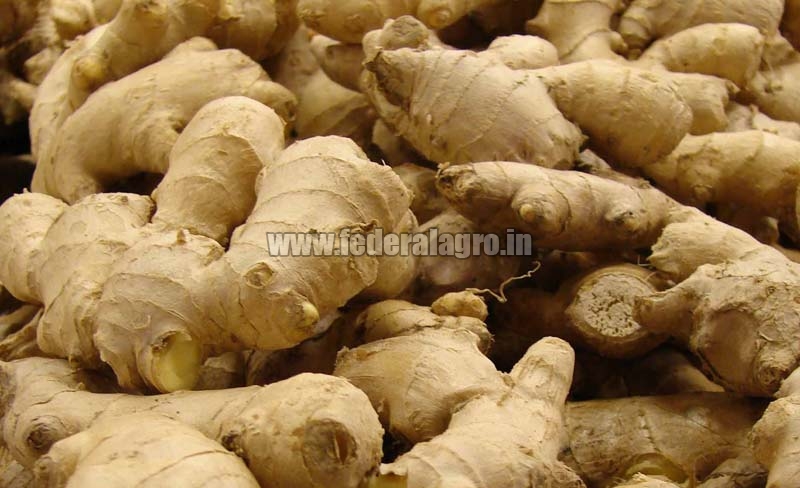 Organic Fresh Ginger, for Cooking, Packaging Type : Jute Bags, Plastic Packet