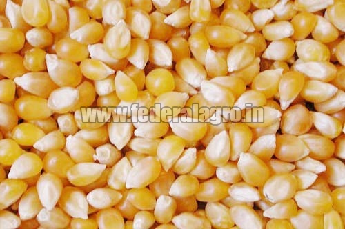 Organic Human Feed Maize Seeds, Style : Dried