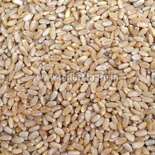 Organic MP Boat Wheat Seeds, for Flour, Packaging Type : Jute Bags, Plastic Packets