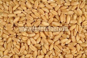 Organic Sharbati Wheat Seeds, for Food, Feature : Gluten Free, Healthy, Hybrid, Natural Taste