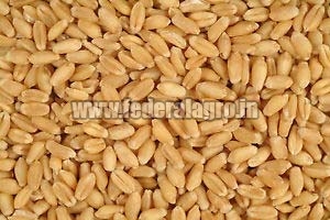 Sharbati Wheat Seeds