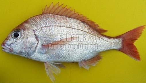 Pangasius Boneless Fish