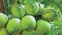 Sd organic fresh coconut, Shelf Life : 5days