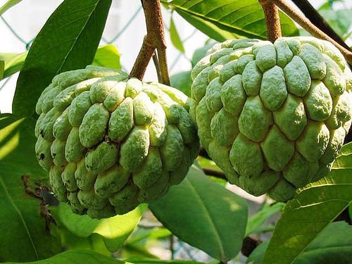 fresh custard apple