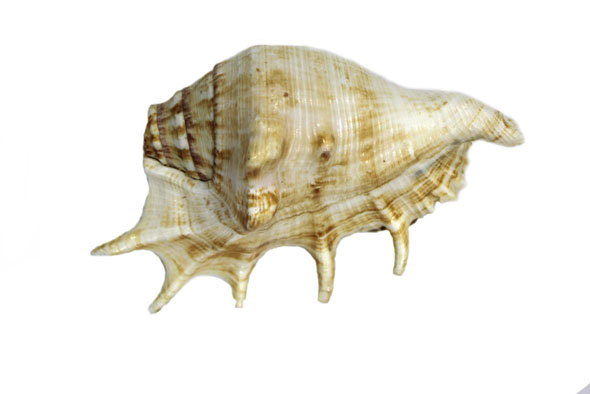 Sea Shell Shankh