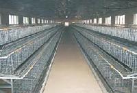 poultry cages