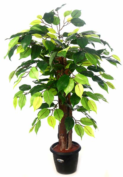 Ficus Plant N.Stick 2\'