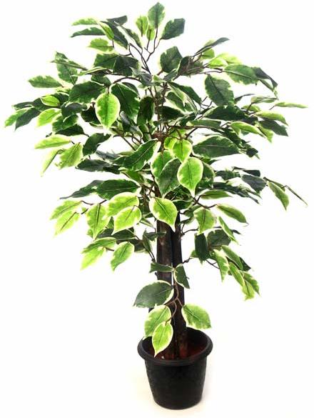 Ficus Plant N.Stick  2'