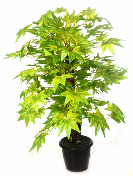 Maple Plant N.Stick  2' (Green)