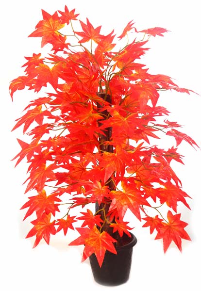 Maple Plant N.Stick  2( Red,)