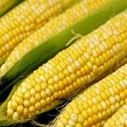 raw maize
