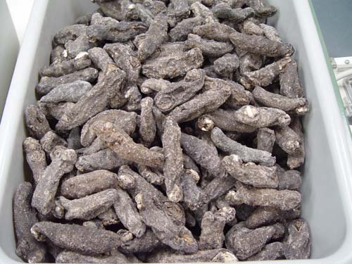 Dried Sea Cucumber