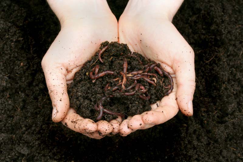 Cow dung Natural vermicompost, for Agriculture, Packaging Type : Plastic Bag