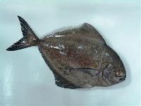 Black Pomfret Fish