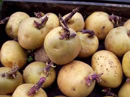 Common Radical Potato Seeds, for Agriculture, Form : Solid