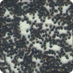 Psoralea Corylifolia Seeds