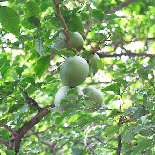 Organic bael fruit, Color : Green