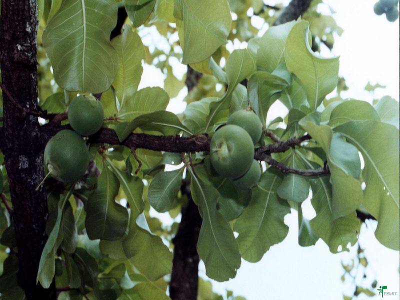Baikumbha Fruit