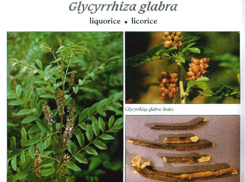 Glycyrrhiza Glabra