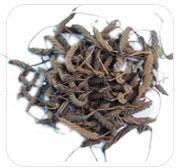 Marod Phali (Helicteres Isora) Herb