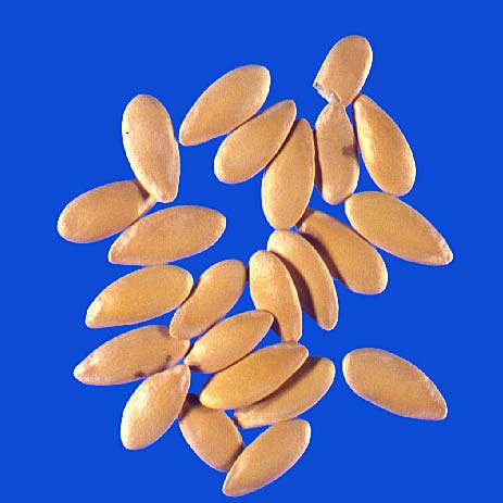 NT Melon Seeds, Packaging Type : Bags