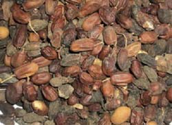 Common neem seeds, for Medicine, Packaging Type : Plastic Bags, Pp Bag