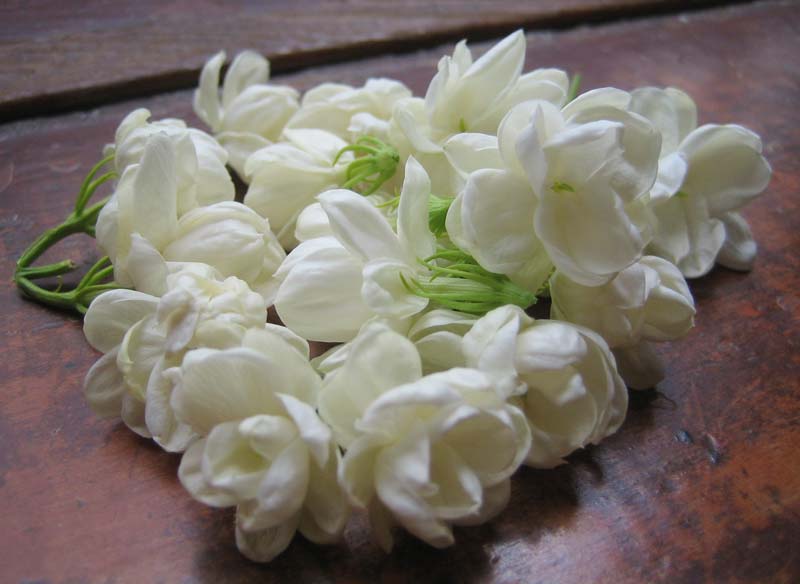 Fresh Jasmin Flowers