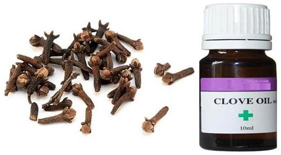 Clove oil, Purity : 99.5%