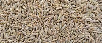 white cumin seed