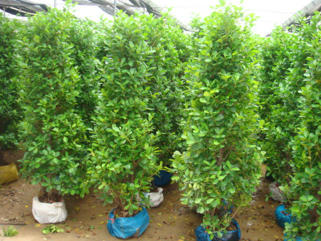 Ficus Panda Plants