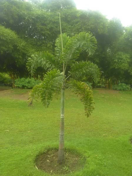 Foxtail Palm Plants