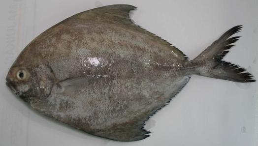 Black Pomfret Fish