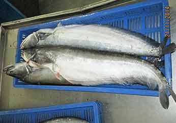 Frozen Boal Fish (Attu Vala), for Household, Restaurants, Packaging Type :  Thermocole Box at Best Price in Alappuzha