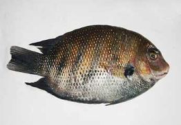 Frozen Karimeen Fish