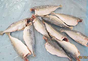 Frozen Dressed Mackerel Fish, for Cooking, Food, Packaging Type : Vacuum Bag
