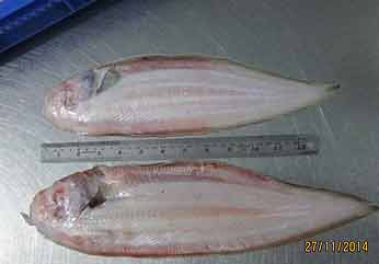 Frozen Sole Fish, for Cooking, Food, Packaging Type : Thermocole Box at  Best Price in Alappuzha