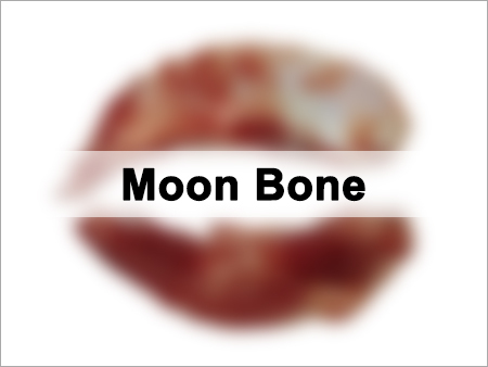 Dried Buffalo Moon Bone