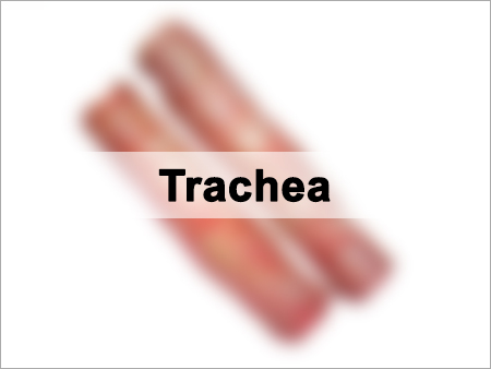 Dried Buffalo Trachea