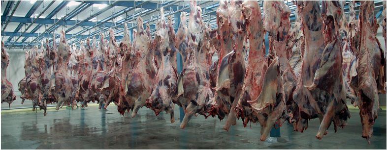 Frozen Halal Boneless Buffalo Meat
