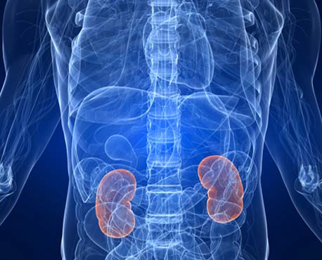 Kidney, Thryoid, Adrenal and Bladder
