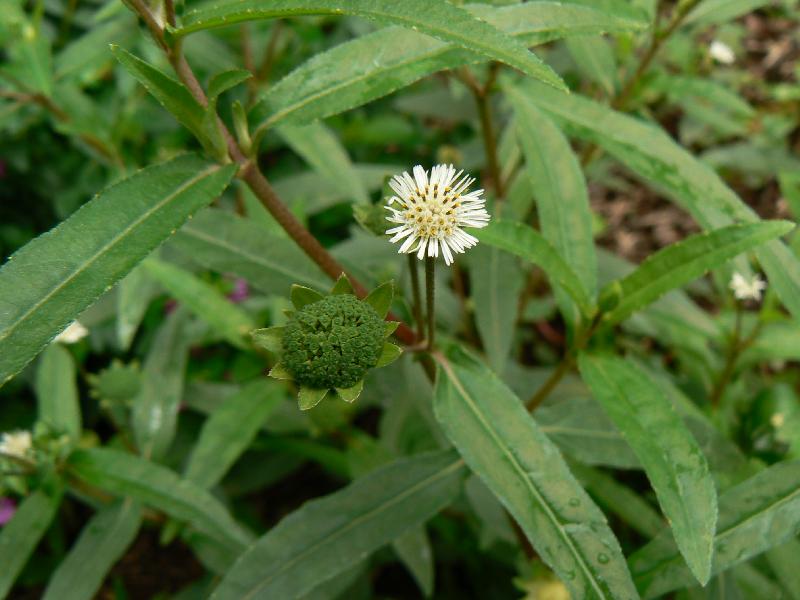 Organic Bhringraj Herb, for Medicinal Use, Form : Leaves