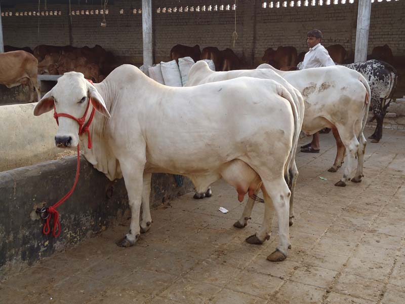 Tharparkar Cow at Best Price in Karnal - ID: 2348413 | Karnal Dairy Farm