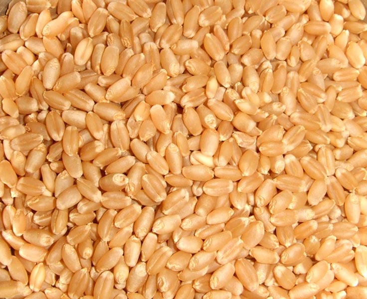 organic soft wheat