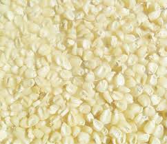 Maize Seeds, Color : White