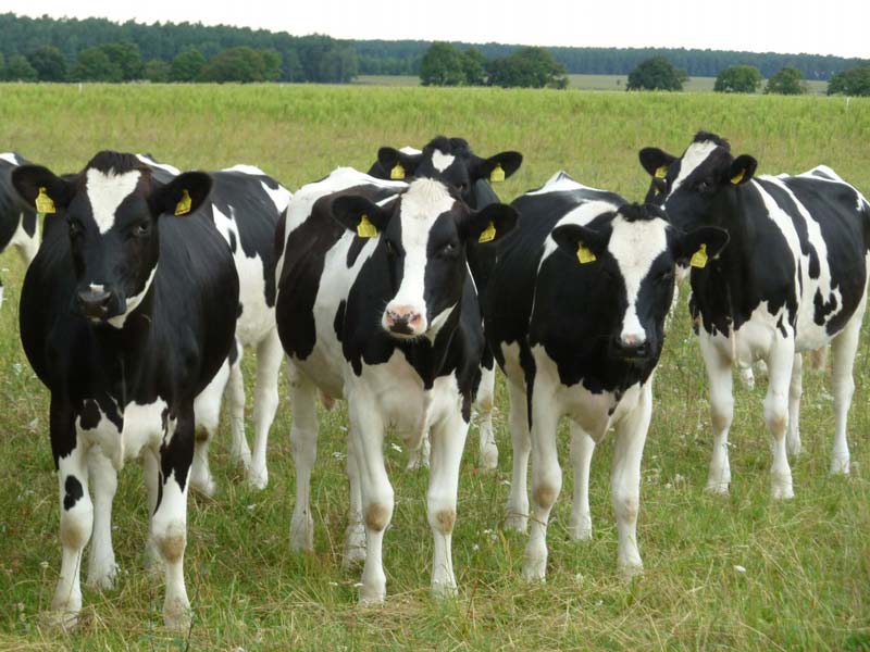 Holstein Heifers Cattle