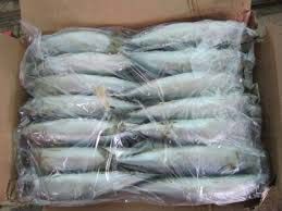 Horse Mackerel Fish